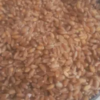گندم‌بذری