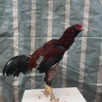 خروس لاری اصیل با مرغ لاری