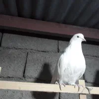 کفتر پرشی|پرنده|سیرجان, |دیوار