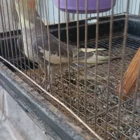 مرغ عروس|پرنده|آران و بیدگل, |دیوار