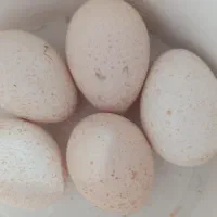 تخم بوقلمون