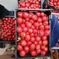 گوجه ربی (گوجه شکسته)