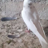 کفتر ماده کاکولی دوتام ماده سبز خال سیا