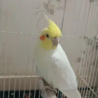 عروس هلندی|پرنده|مشهد, بلال|دیوار