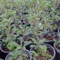 فوتونیا|گل و گیاه طبیعی|رحیمآباد, |دیوار