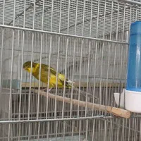 قناری رسمی بلند|پرنده|تهران, حشمتیه|دیوار