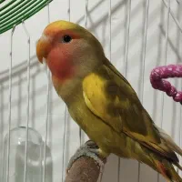 کوتوله برزیلی