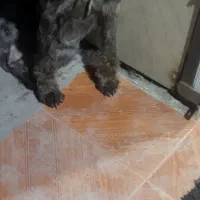 واگذاری سگ شکاری موسیمی|سگ|لاهیجان, امیرشهید|دیوار