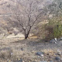 خانه کلنگی|فروش زمین و ملک کلنگی|سردشت, |دیوار