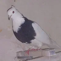 طوقی آبی مشکی سزخ|پرنده|قم, هنرستان|دیوار