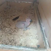 جوجه کاسکو طوطی|پرنده|نقده, |دیوار