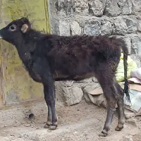 گوساله ماده بزرگ درجه یک قیمت 38ملیون 700،گاو