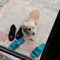 سگ گمشده|حیوانات|شیروان (خراسان), |دیوار