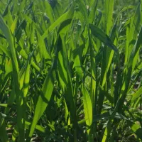 فروش ۱ هکتار