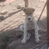 سگ افغان|سگ|رفسنجان, |دیوار