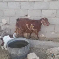 بز.،‌.|حیوانات مزرعه|فردوس (خراسان), |دیوار