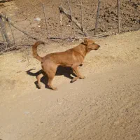 سگ نر 11 ماهه