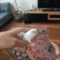 مرغ عشق سفید نر|پرنده|شیراز, شهرک مهدیه|دیوار