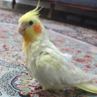 پرنده گمشده به یابنده مژدگانی داده خواهد شد|پرنده|مشهد, طبرسی شمالی|دیوار
