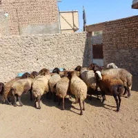 میش داشتی و قوچ|حیوانات مزرعه|سبزوار, ابارش|دیوار