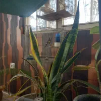 سهره قرص جوجه قفس|پرنده|وحیدیه, |دیوار