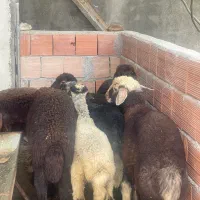 ۷تا بره‌‌اخرت جنس کردستانی