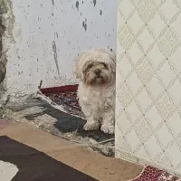 شیتزو سوپر فلت ماده فقط تماس پاسخگو هستم