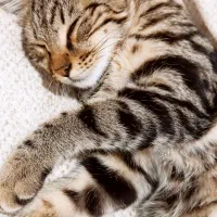 گربه پلنگی بسیار زیبا|گربه|رشت, چله خانه|دیوار