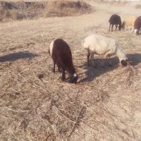 گوسفند فروشی