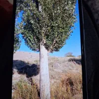 خرید و فروش صنوبر