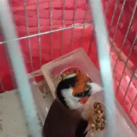 سهره وقناری قناری از 1300 تا 2700