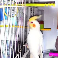 تعدادی عروس هلندی ازنژادهای مختلف نروماده