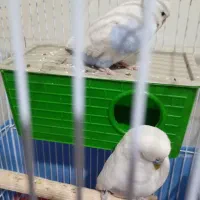 ۴ جفت مرغ عشق انگلیسی|پرنده|تهران, افسریه جنوبی|دیوار