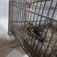 11111|پرنده|اردبیل, |دیوار