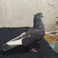 12 عدد کفتر|پرنده|مشهد, آبکوه|دیوار