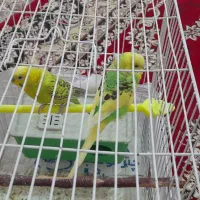 مرغ عشق|پرنده|چناران, |دیوار