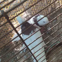 پرنده/طوقی/کبوتر|پرنده|فیروزآباد (فارس), |دیوار