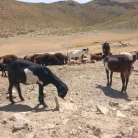 فروش،معاوضه10راس بزپاکستانی،درشت،سنگین وزن،3قلوزا|حیوانات مزرعه|فریمان, |دیوار