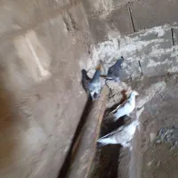 فروش  10 عدد کفتر   جفتی  300هزار تومان.|پرنده|رودشت (چهارمحال و بختیاری), |دیوار