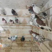 کفتر پرشی