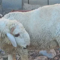 بره نر و گوراند  لتکو اصل مری