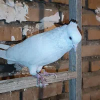 کبوتر پرشی|پرنده|آق قلا, |دیوار