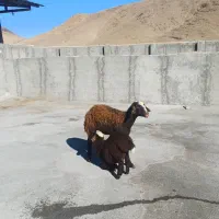 3600000|حیوانات مزرعه|قره چای, |دیوار