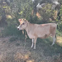 پرو  جرسی اصل