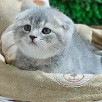 اسکاتیش بلو|گربه|کرمانشاه, |دیوار