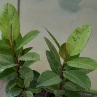 فروش انواع گلهای آپارتمانی|گل و گیاه طبیعی|داراب, |دیوار