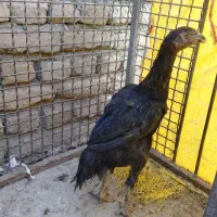 لاری|حیوانات مزرعه|چالدران, |دیوار