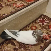 البخش|پرنده|کبودرآهنگ, |دیوار