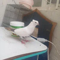 کبوتر دمبی|پرنده|شهریار, فرارت|دیوار