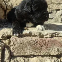 توله قدرجونی